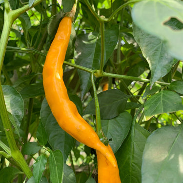 Aji Guyana - Seeds - The Pepper Pantry (Formerly Marie Sharp's)